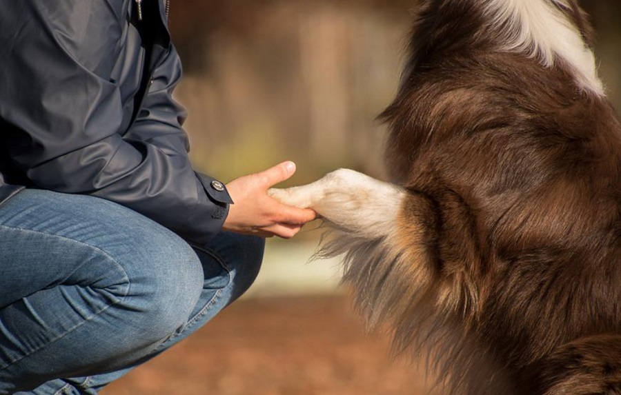 A balkezes kutyatulajdonosoknak bal mancsú kutyus kellene?
