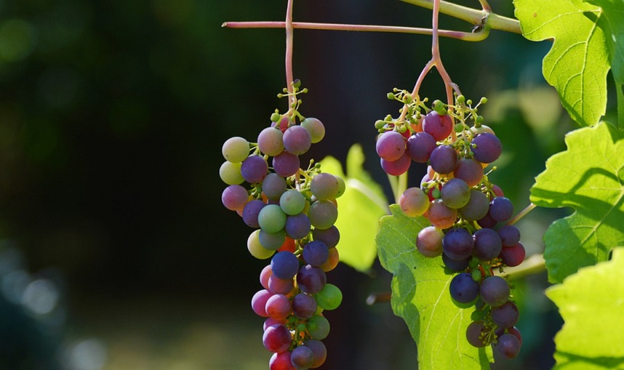 Okoseszköz és csúcstechnológia érkezik az egri szőlőágazatba