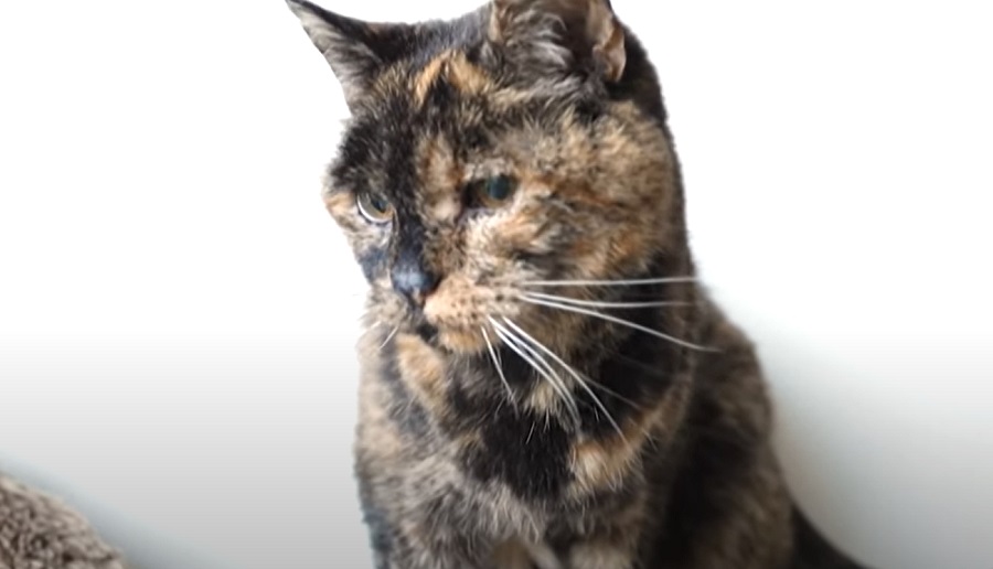 A világ legidősebb macskája lett egy londoni cica