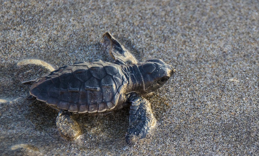 Teknősbékák ihlették a homok alatt is kúszni tudó robotot