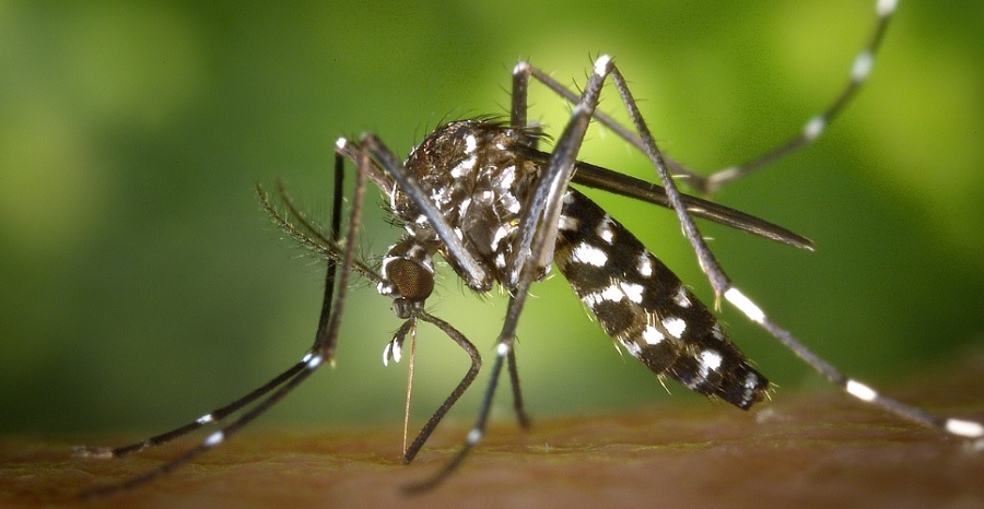Dengue-lázat iktatott ki a mesterséges intelligencia