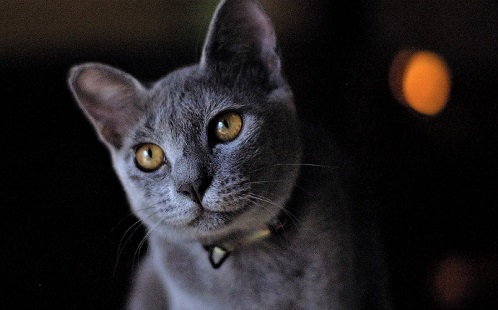 Világíthatnak a macskák a sötétben