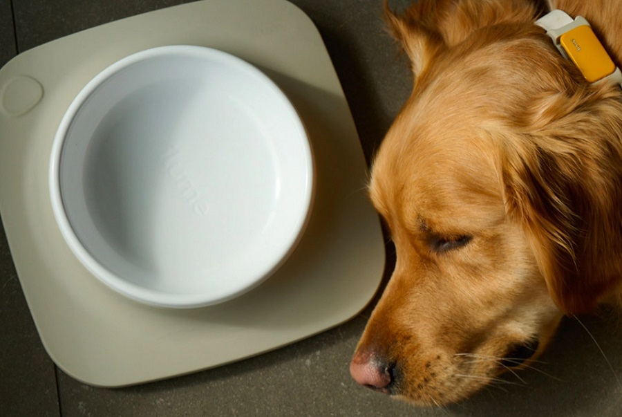 Az új okos kütyü azért is szól, ha túl sok ételt adunk a kutyának