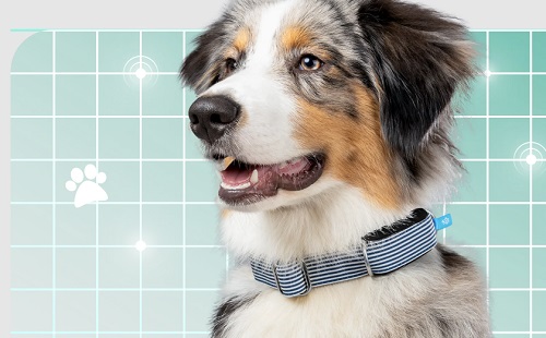 Már okos nyakörvvel is védhetjük a kutyánkat