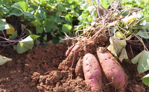 A generatív MI betör a krumpli feldolgozásba