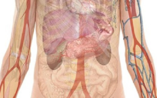 Pár éven belül segíthet a mesterséges intelligencia és a génterápia a vesebetegségen?