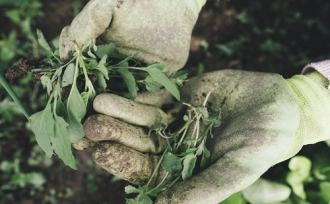 Nemcsak a gazda szúrja ki – itt a garantáltan gyomirtó mesterséges intelligencia-modell